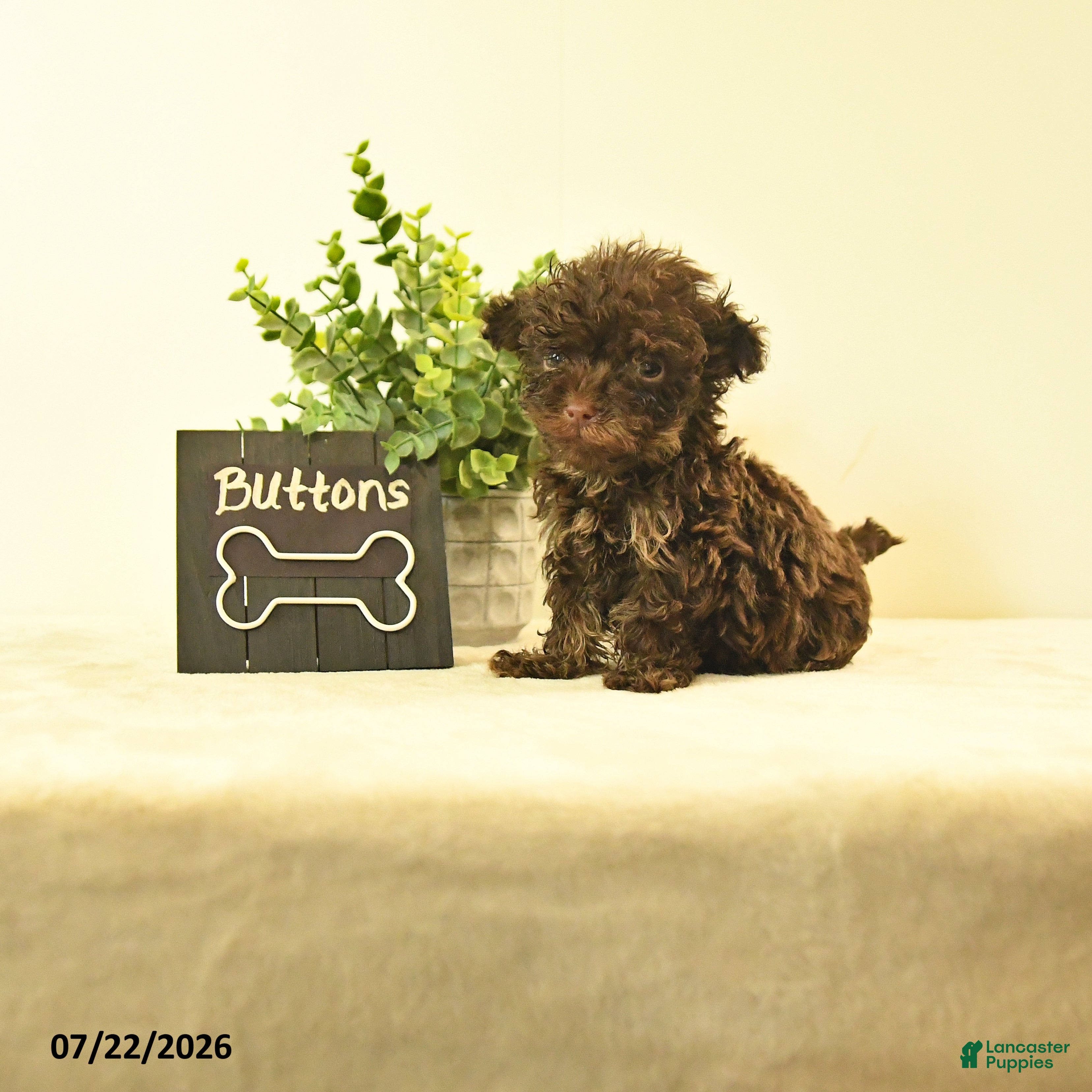 Havapoo dogs Buttons - Ad 1