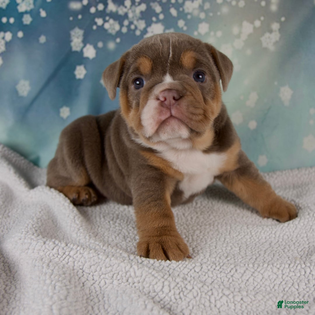 Mixed Breed dogs for sale: Flicka - Ad 1