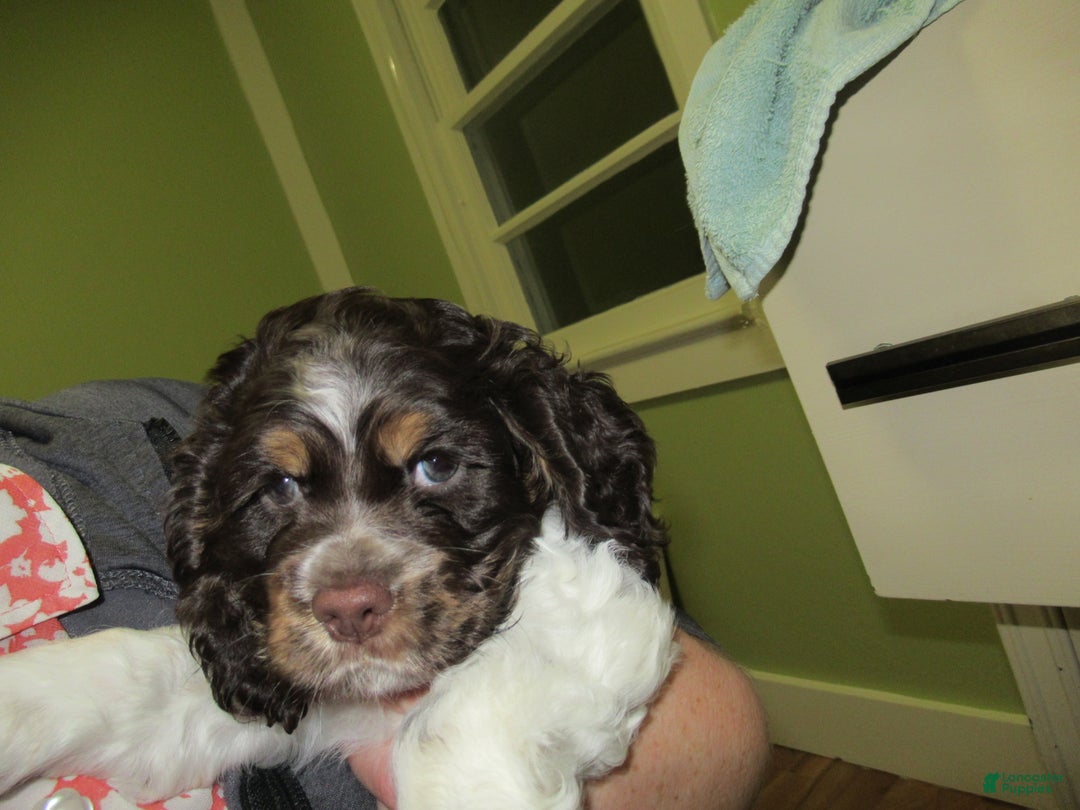 Cocker Spaniel dogs for sale: Banza - Ad 4