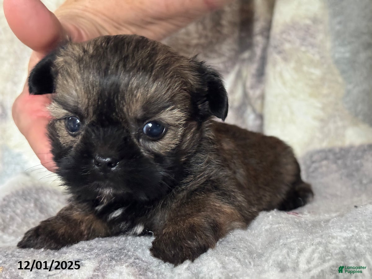 Shorkie dogs Benny - Ad 18