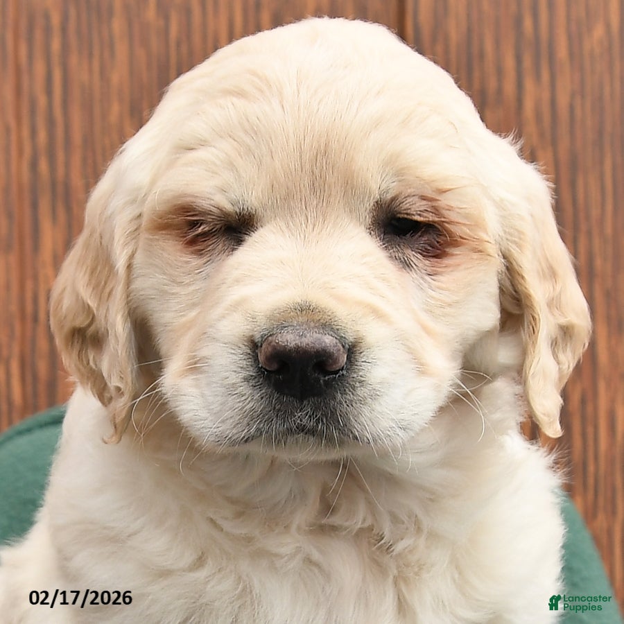 Golden Retriever dogs Bella   - Ad 2