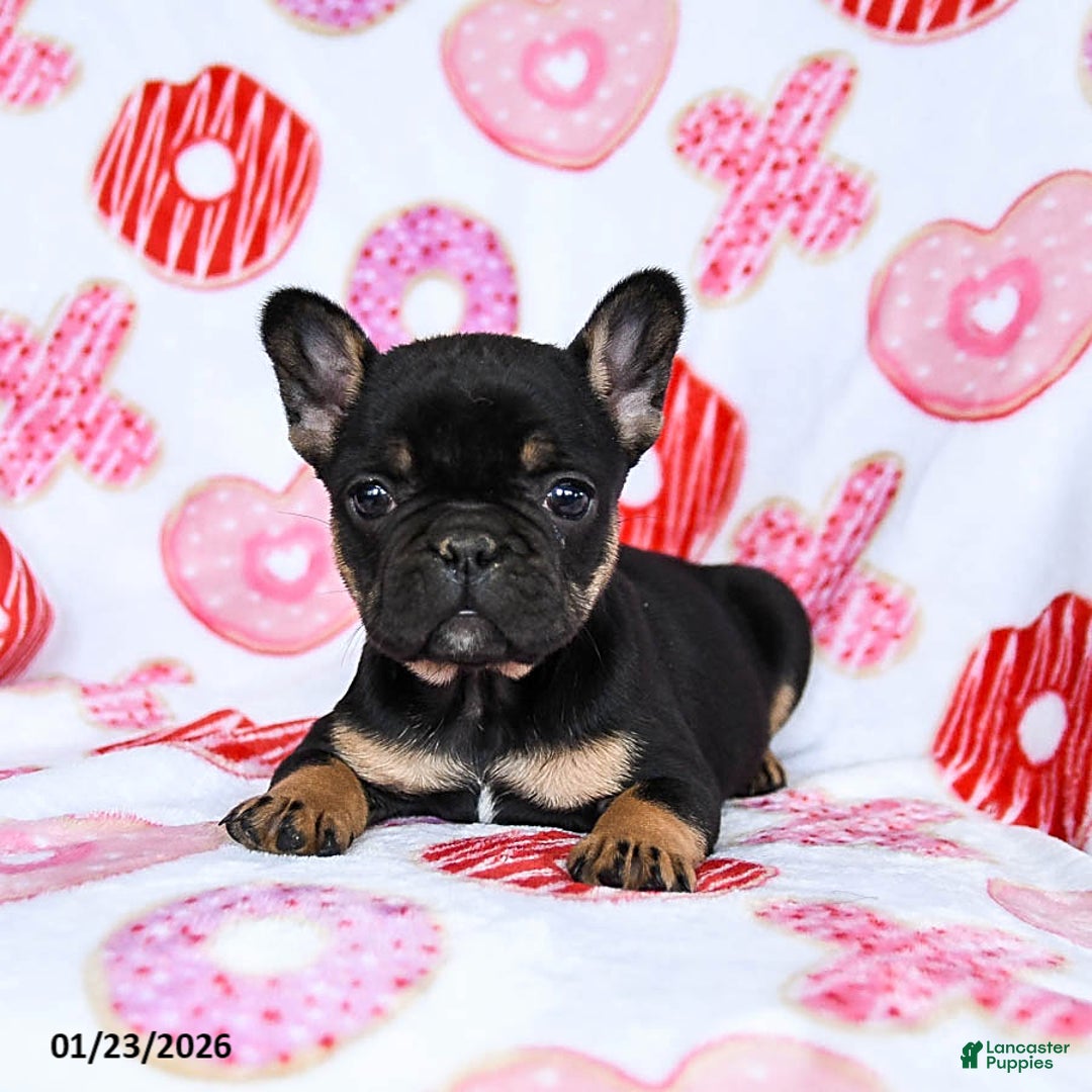 French Bulldog dogs for sale: Snowflake - Ad 4