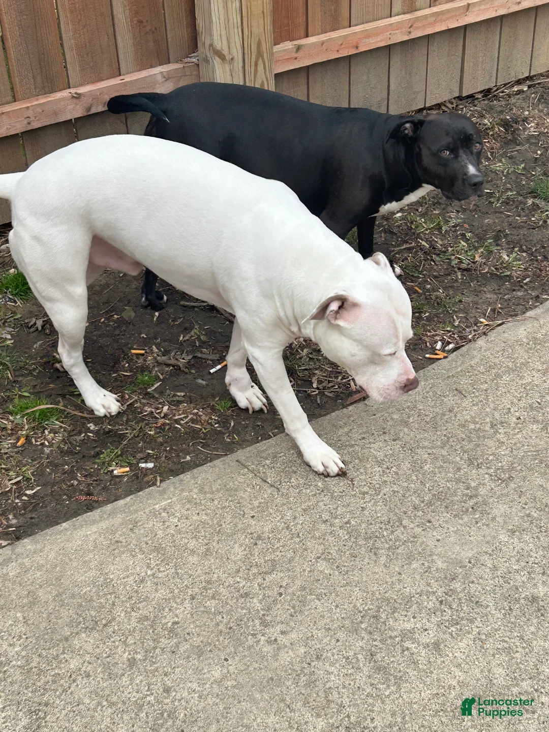 American Pit Bull Terrier dogs for sale: American Pit Bull Terrier Puppy 6 - Ad 3