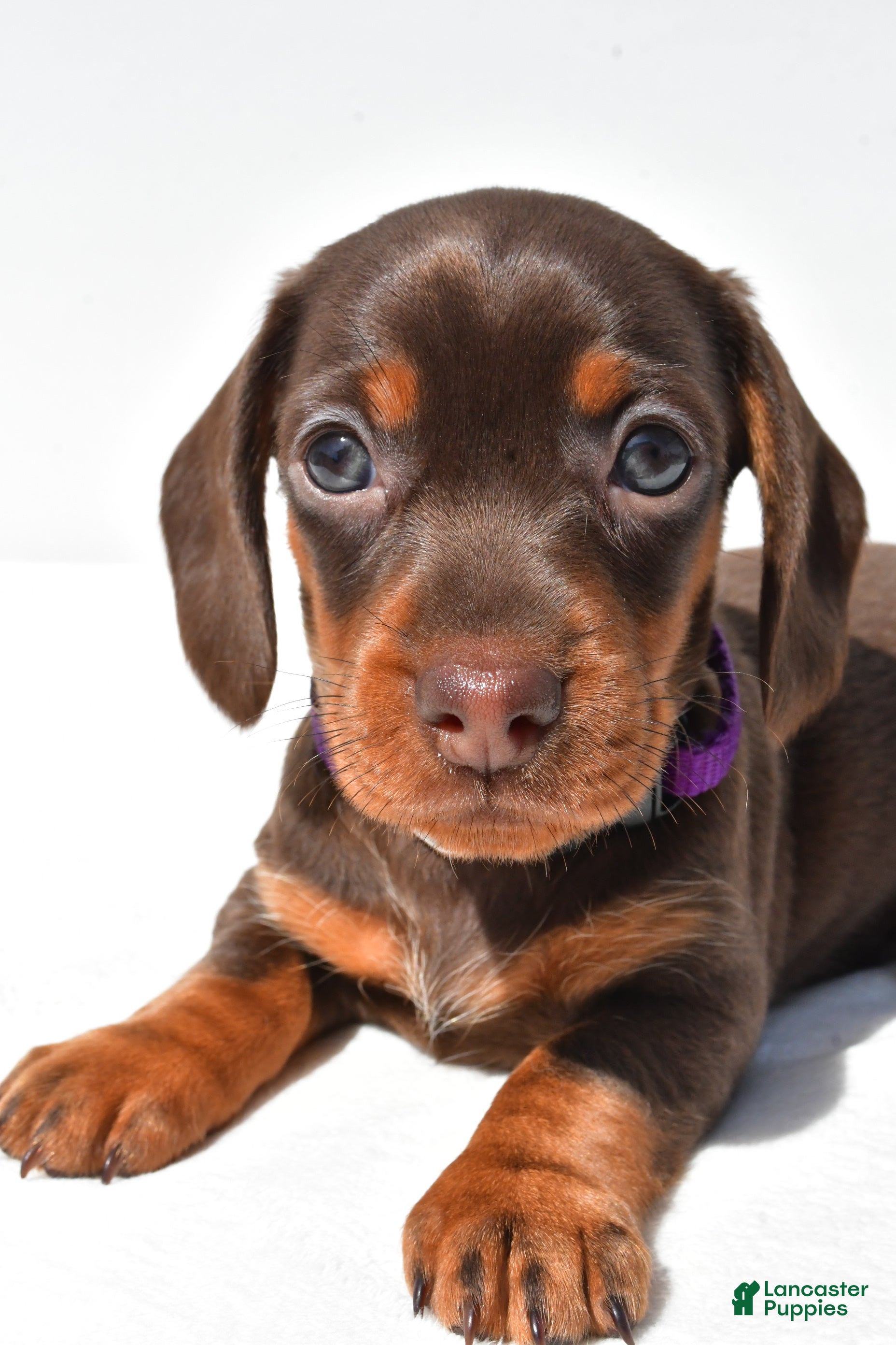 Miniature Dachshund dogs Dolly - Ad 2