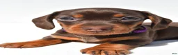Miniature Dachshund dogs for sale: Dolly - Ad 2