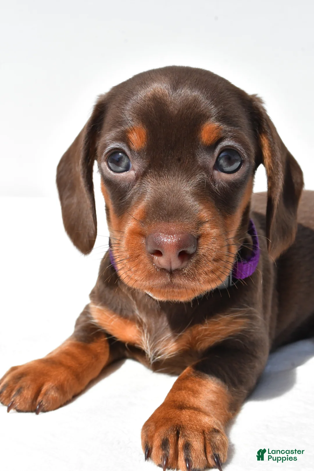 Miniature Dachshund dogs for sale: Dolly - Ad 2