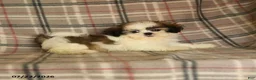 Shih Tzu dogs for sale: Sera - Ad 5