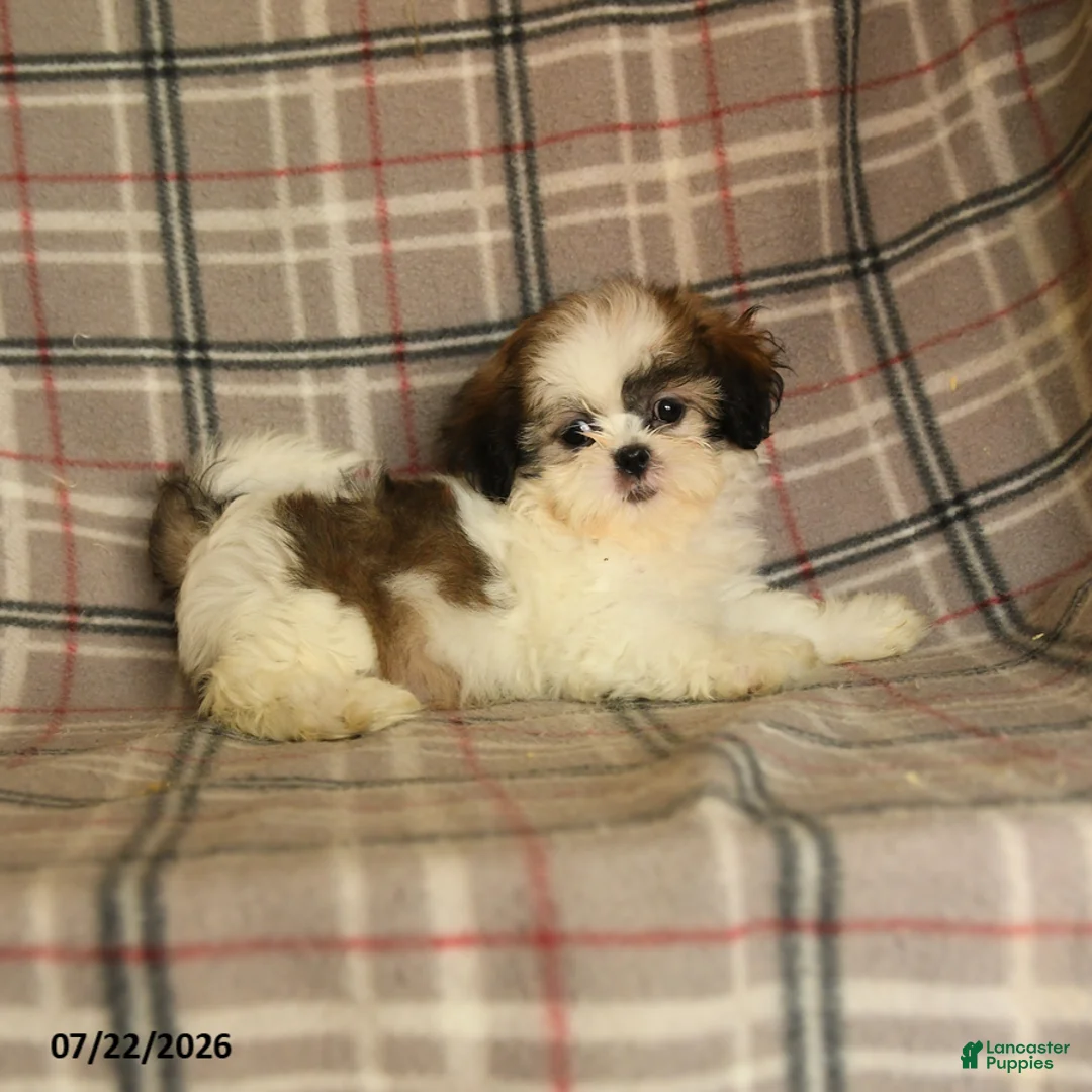 Shih Tzu dogs for sale: Sera - Ad 5