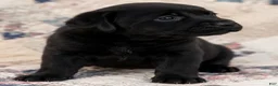Labrador Retriever dogs for sale: Boy 2  - Ad 1
