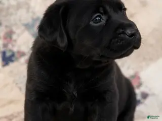 Labrador Retriever dogs Boy 2 - Ad 31