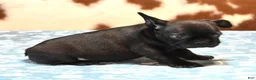 French Bulldog dogs for sale: CHANCE - BLACK - Ad 2