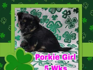 Mixed Breed dogs Porkie Girl - Ad 34