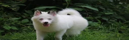 Pomsky dogs for sale: Prince - Ad 6