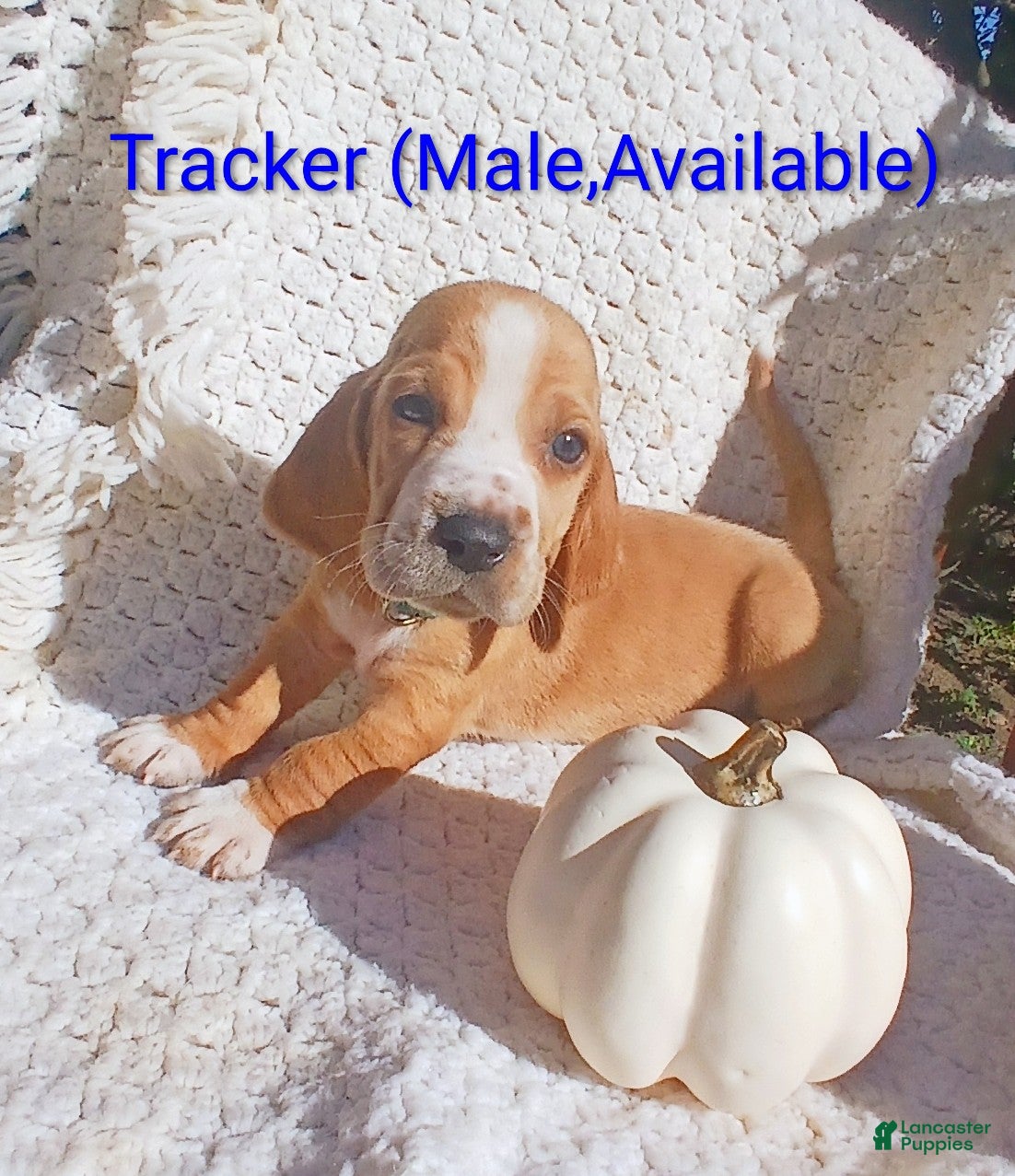 Tracker (Basset Hound, Male) in Massillon, OH