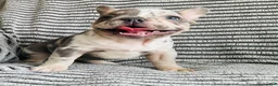 French Bulldog dogs for sale: Amber  - Ad 4