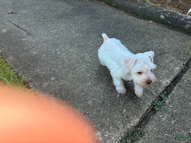Miniature Schnauzer dogs Miniature Schnauzer 1 - Ad 23
