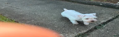 Miniature Schnauzer 1