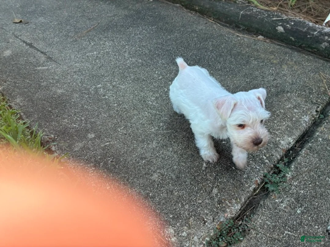 Miniature Schnauzer dogs for sale: Miniature Schnauzer 1 - Ad 1