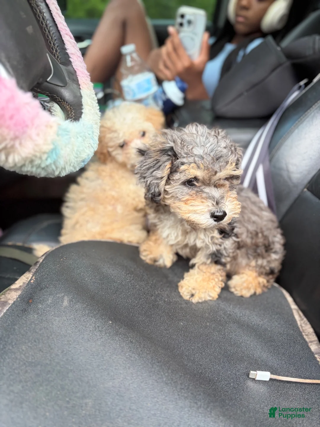 Toy Poodle dogs for sale: Toy Poodle 2 - Ad 3