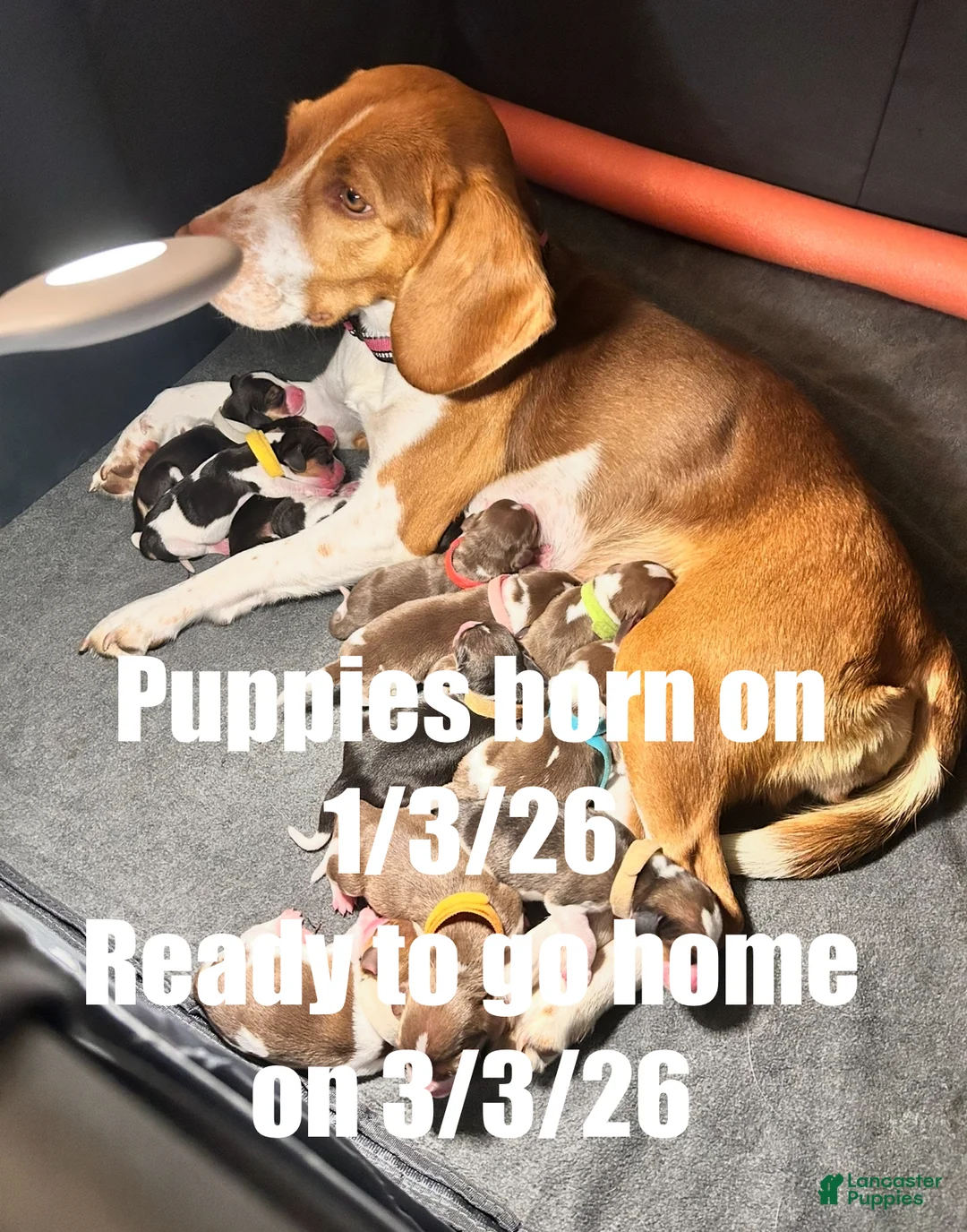 Beagle dogs for sale: Beagle Puppy 6 - Ad 11