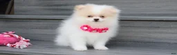 Pomeranian dogs for sale: Roxy - Ad 6