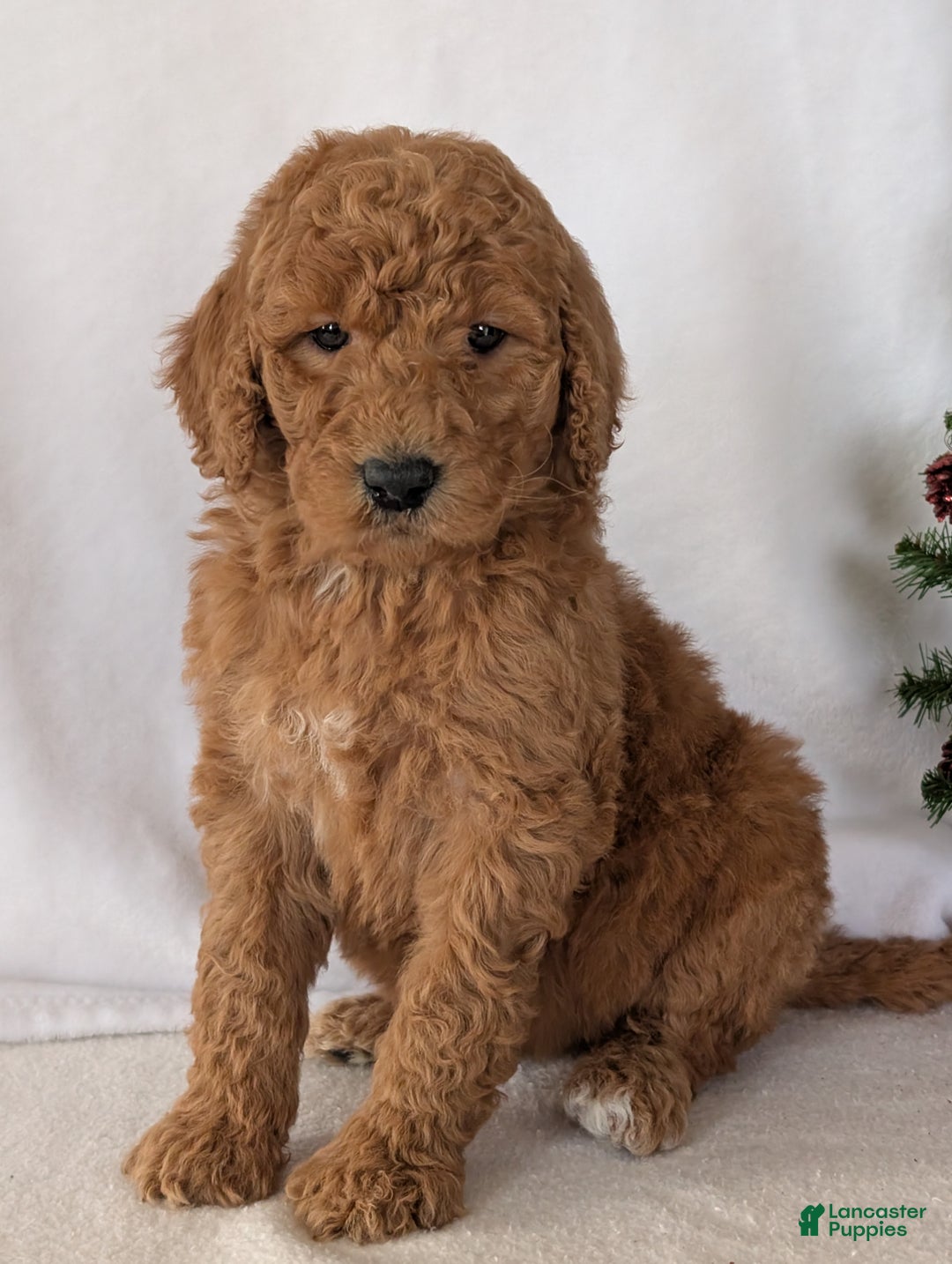 Goldendoodle dogs for sale: Miss Daisy  - Ad 17