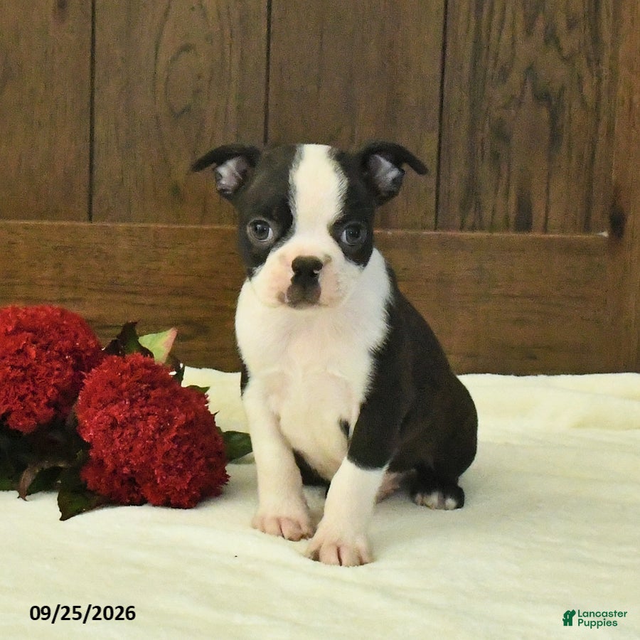 Boston Terrier dogs Tundra - Ad 2