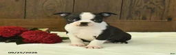 Boston Terrier dogs for sale: Tundra - Ad 2