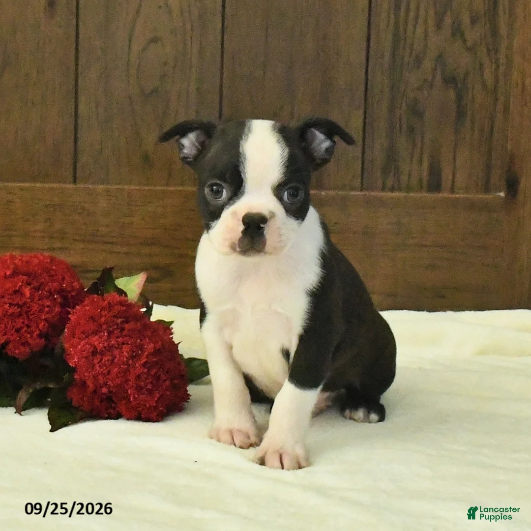 Boston Terrier dogs for sale: Tundra - Ad 2