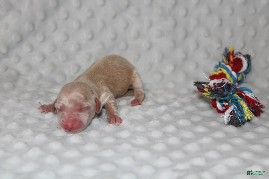 Miniature Dachshund dogs for sale: Caroline  - Ad 3