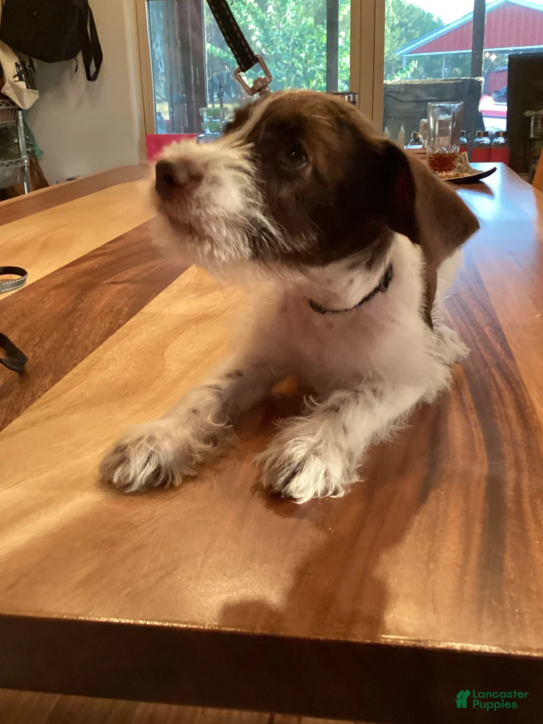 Miniature Schnauzer dogs for sale: Miniature Schnauzer 2 - Ad 1