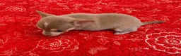 Chihuahua dogs for sale: Firdie - Ad 4