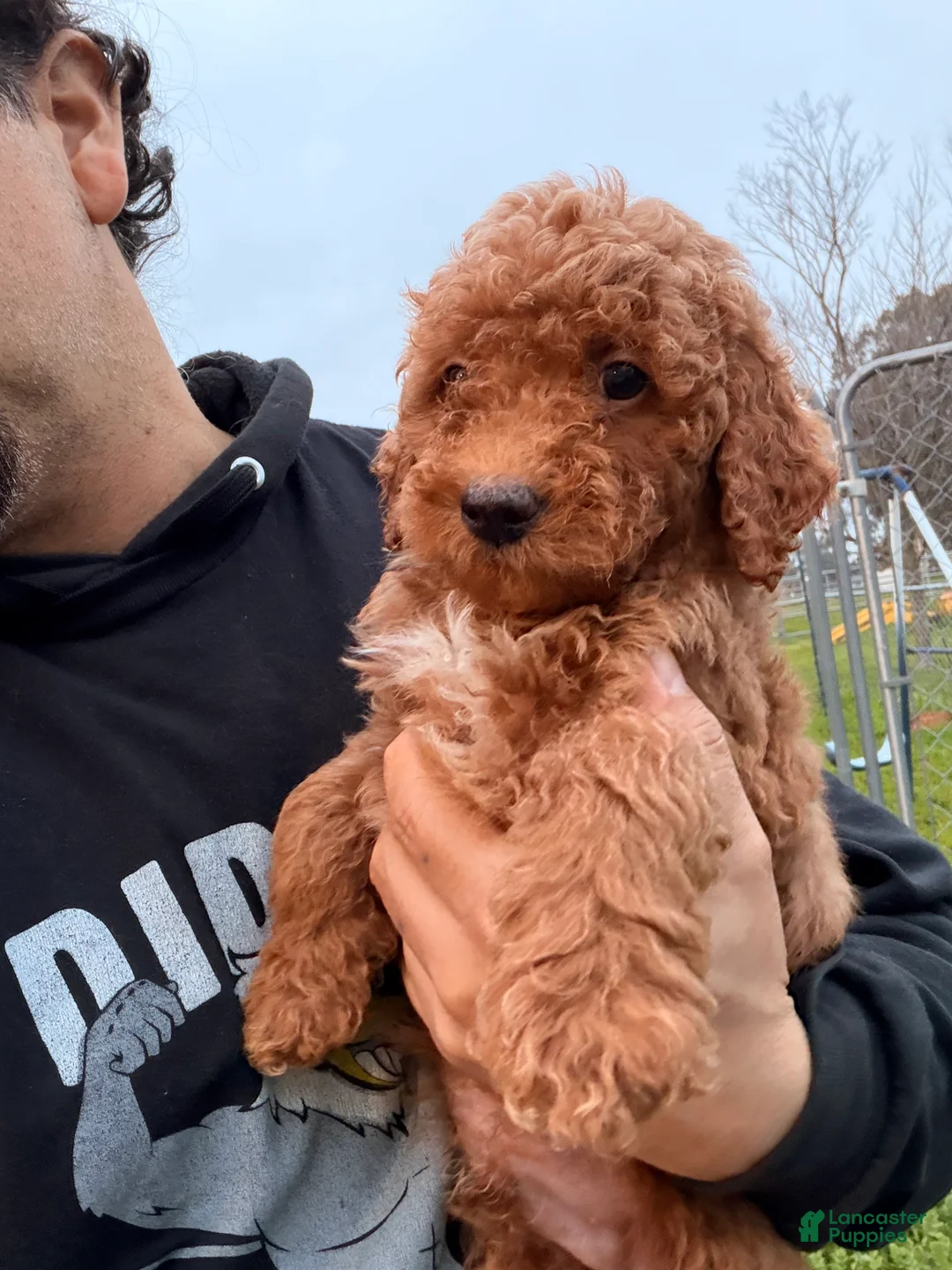 Mini Goldendoodle dogs for sale: Winter  - Ad 4