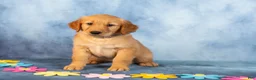 Golden Retriever dogs for sale: Espresso - Ad 5