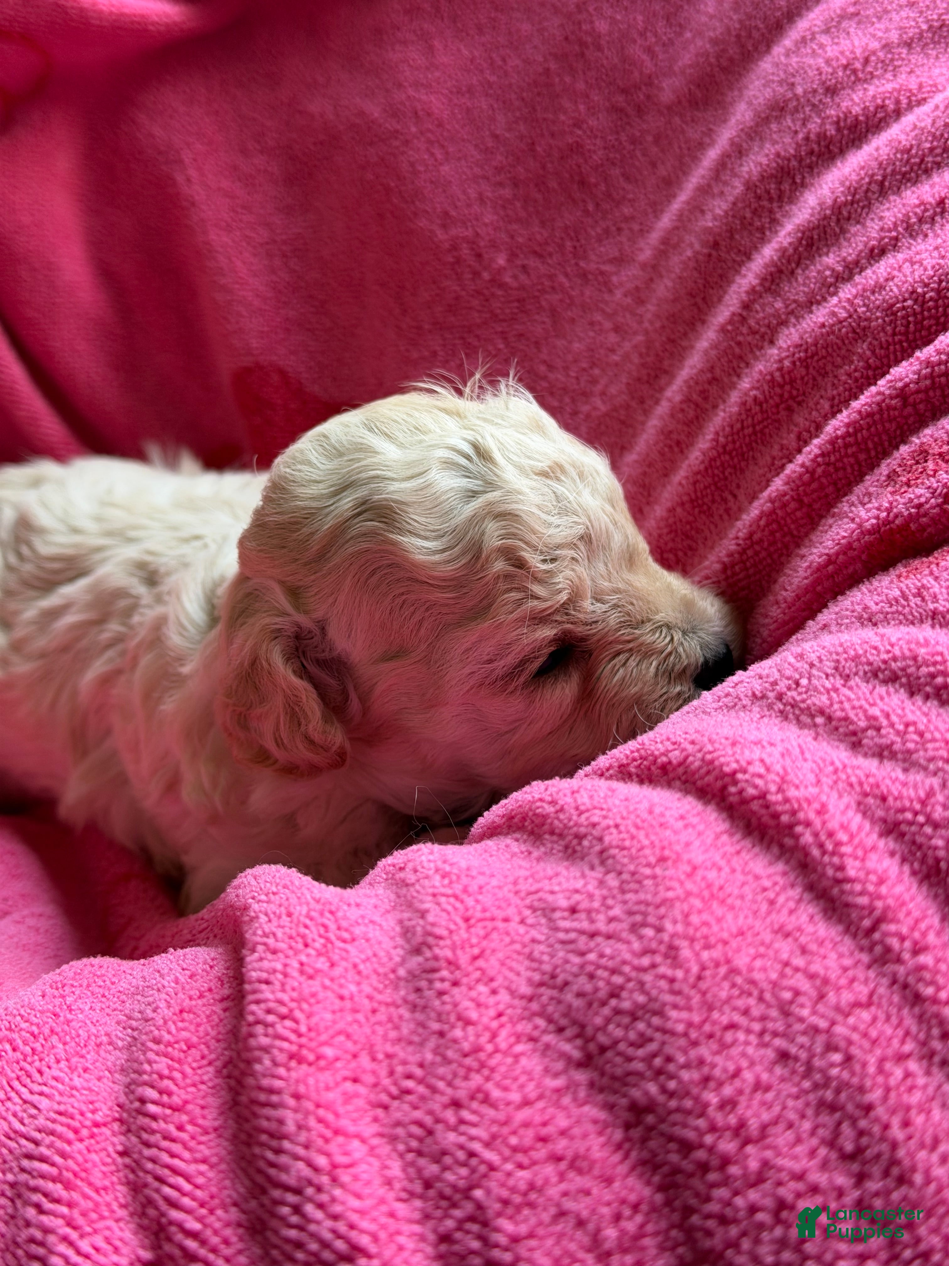 Toy Poodle dogs Rue - Ad 2