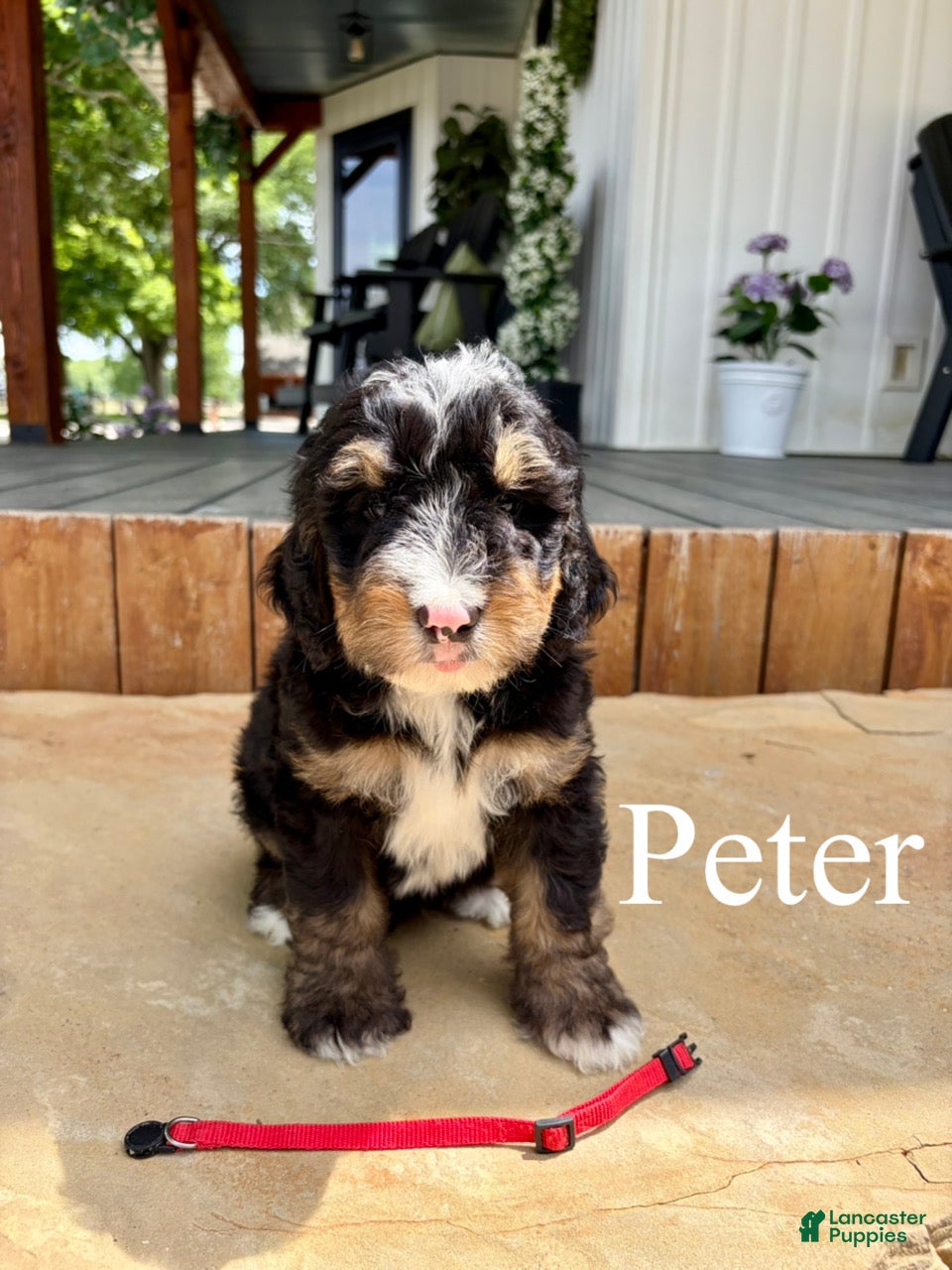 Bernedoodle dogs Peter - Ad 1