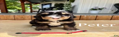 Peter