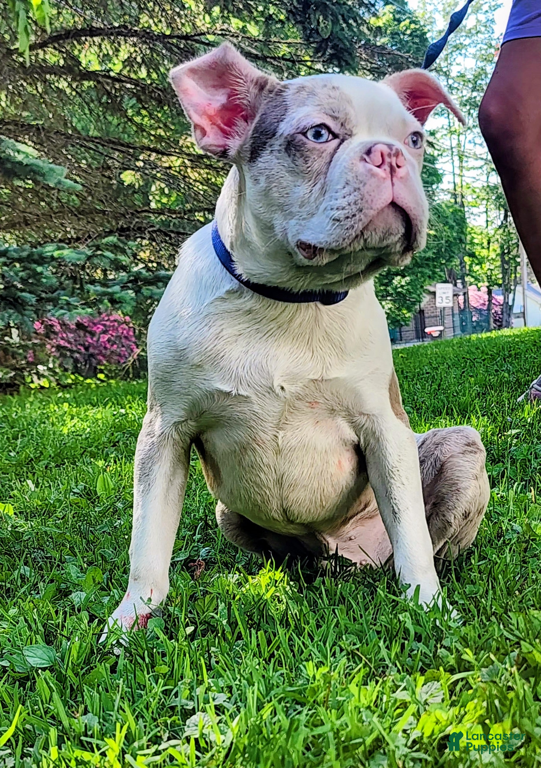 Boston Terrier dogs Zephyr  - Ad 1