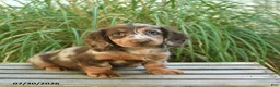 Miniature Dachshund dogs for sale: Prince   - Ad 2