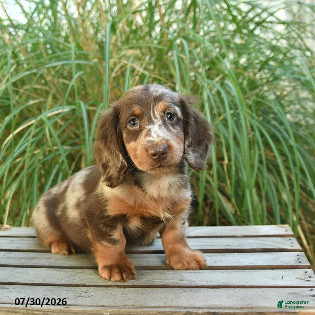 Miniature Dachshund dogs for sale: Prince   - Ad 2