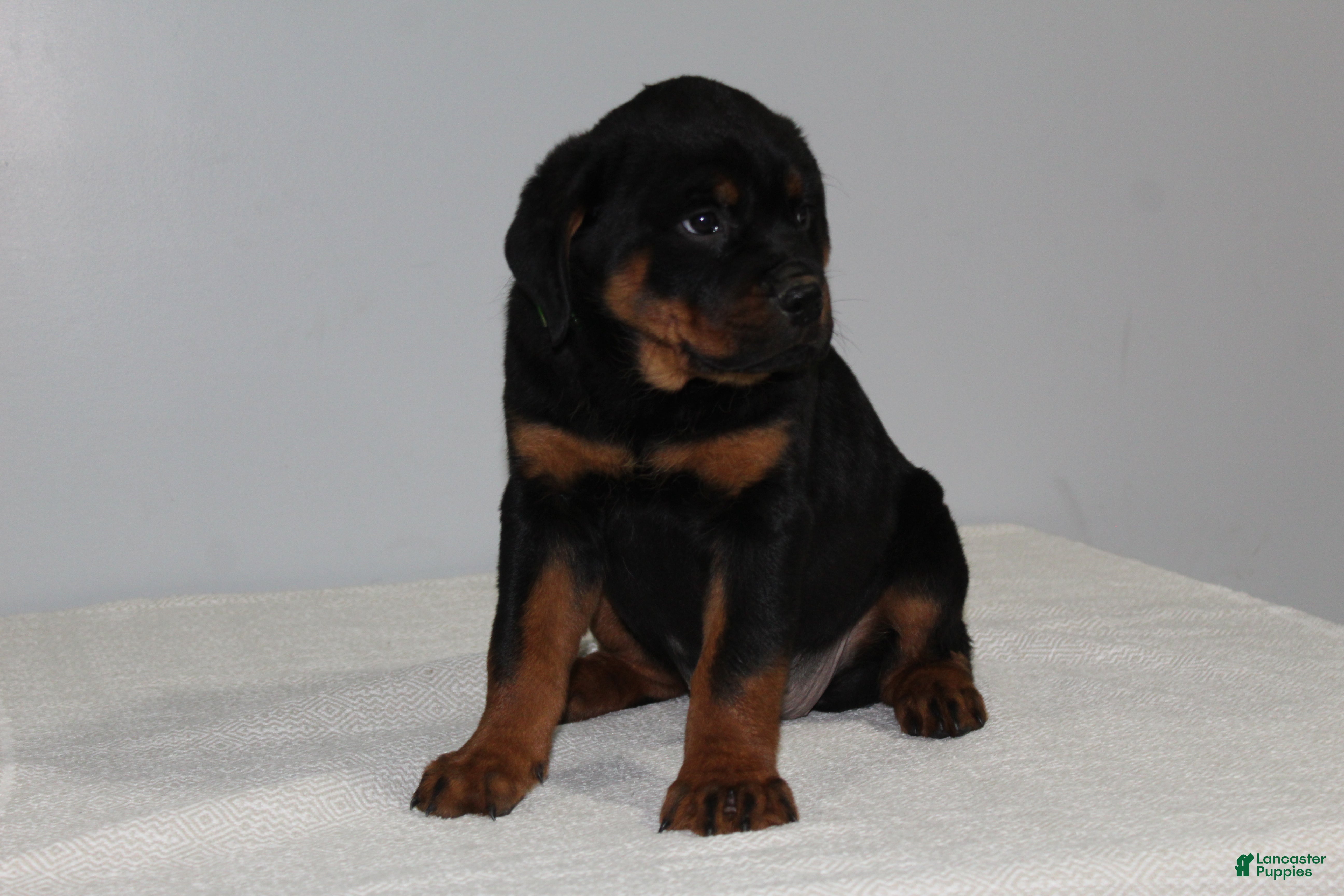 Rottweiler dogs Chloe - Ad 1