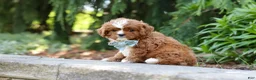 Cavapoo dogs for sale: Theodore - Ad 9