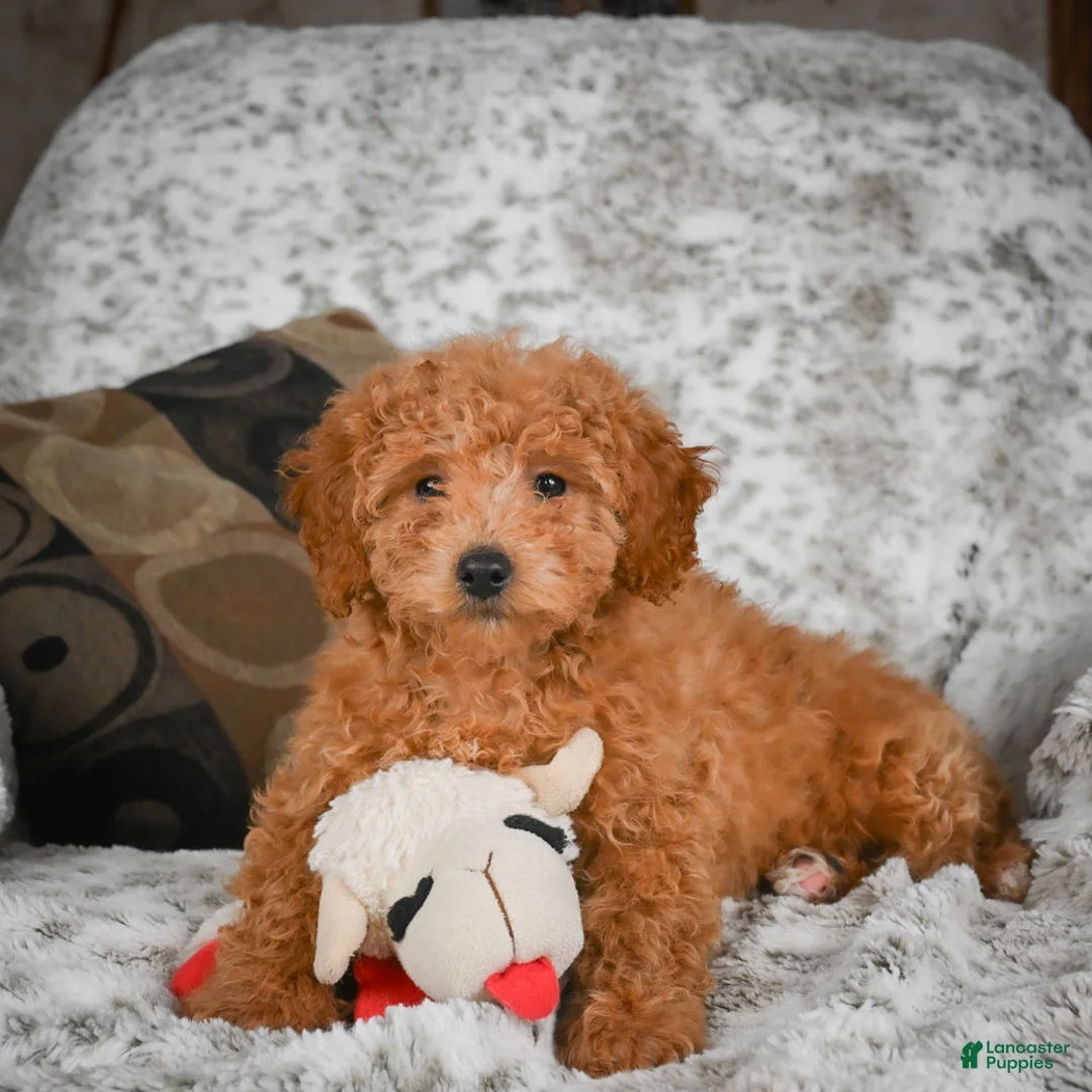 Cavapoo dogs for sale: Candy - Ad 6