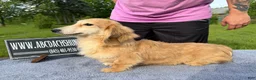 Miniature Dachshund dogs for sale: Cream - Ad 22