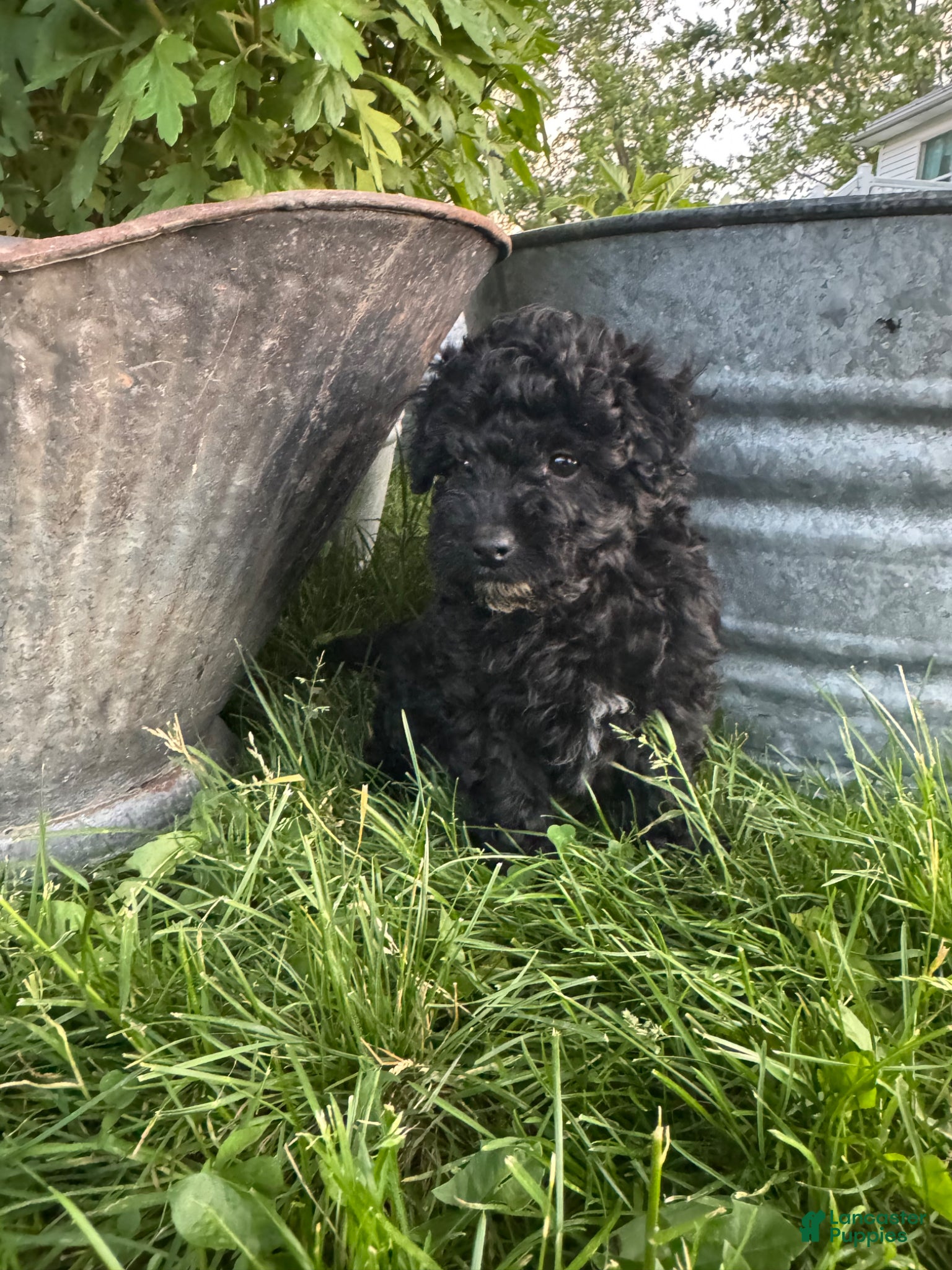 Havapoo dogs Havapoo Puppy 1 - Ad 35