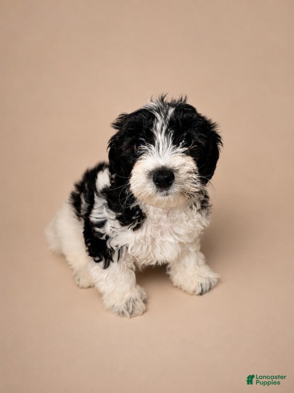 Shihpoo dogs Boy - Ad 1