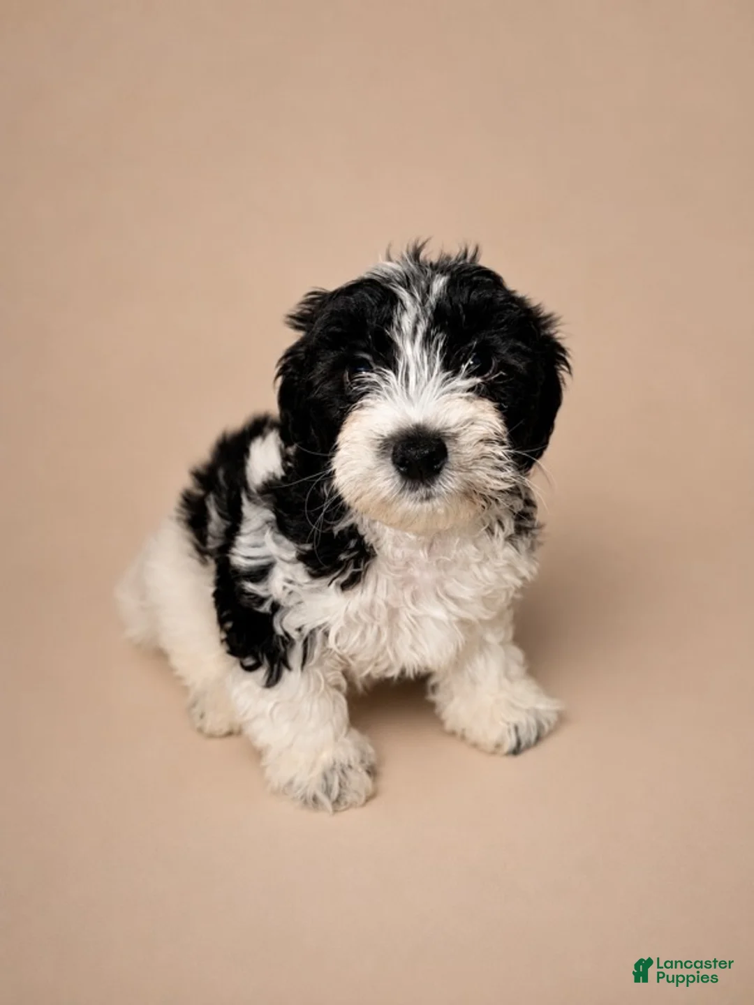 Shihpoo dogs for sale: Boy - Ad 1