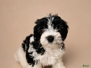 Shihpoo dogs Boy - Ad 1