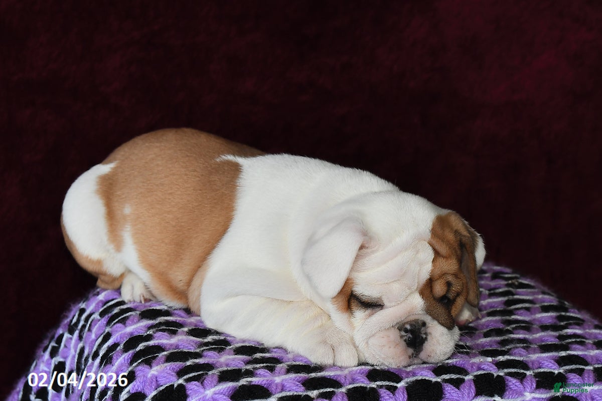 English Bulldog dogs Macey - Ad 2