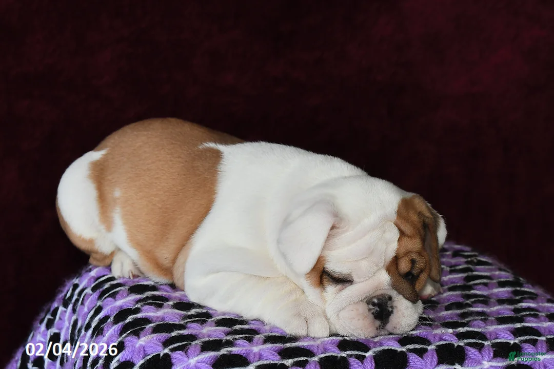 English Bulldog dogs for sale: Macey - Ad 2